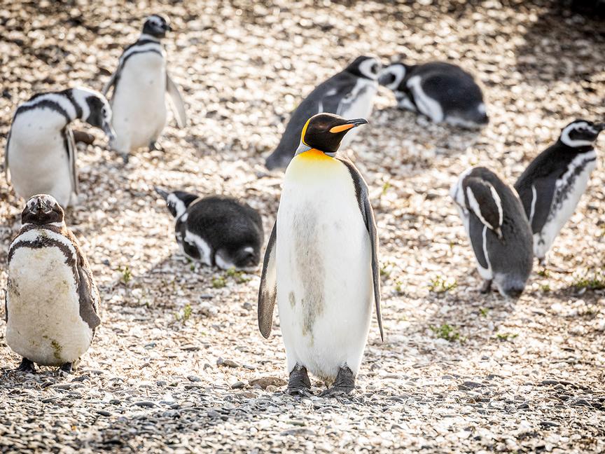 Los Cauquenes Resort | Ushuaia, Tierra del Fuego | 2