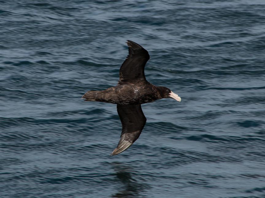 Los Cauquenes Resort | Ushuaia, Tierra del Fuego | 7