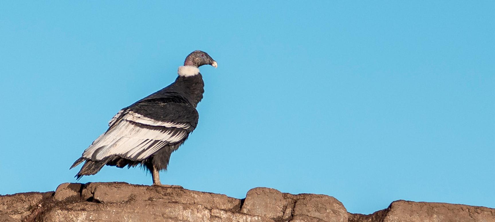 Los Cauquenes Resort | Ushuaia, Tierra del Fuego | 3