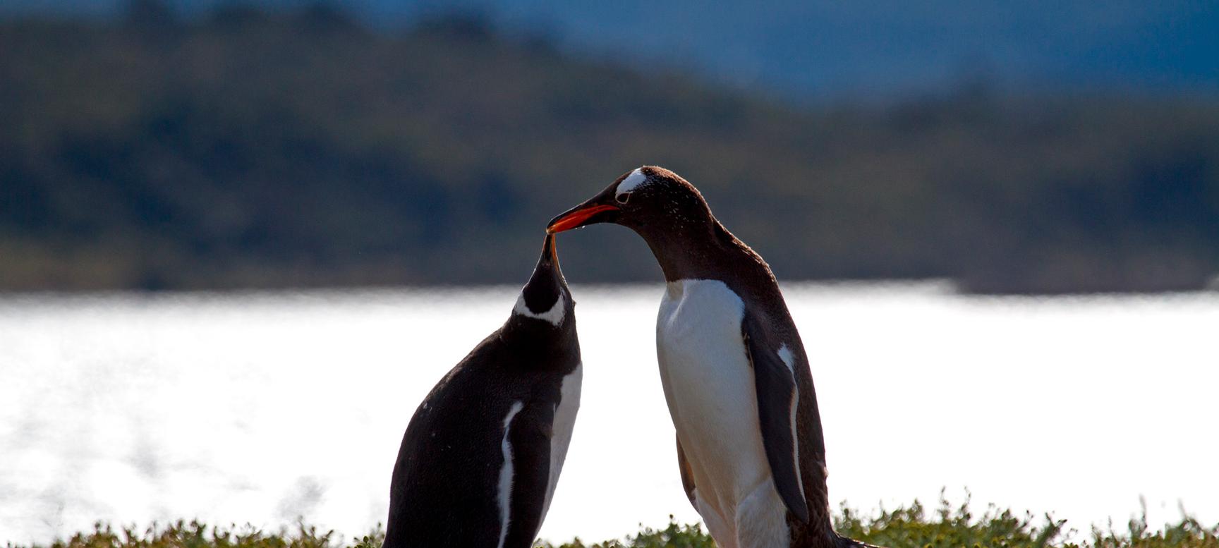 Los Cauquenes Resort | Ushuaia, Tierra del Fuego | 4