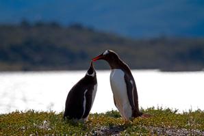 Los Cauquenes Resort | Ushuaia, Tierra del Fuego | Galeria de fotos - 12