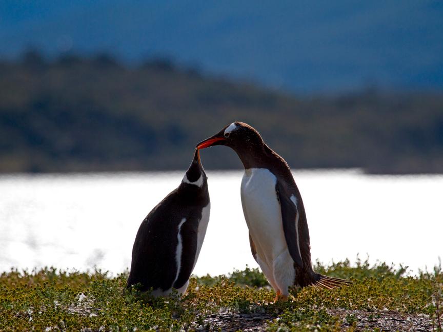 Los Cauquenes Resort | Ushuaia, Tierra del Fuego | 13