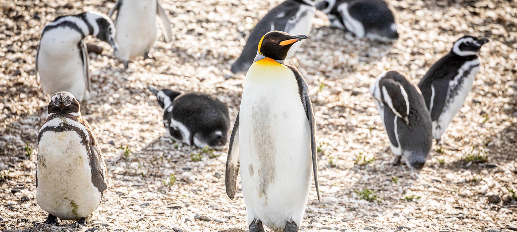 Los Cauquenes Resort | Ushuaia, Tierra del Fuego | 2